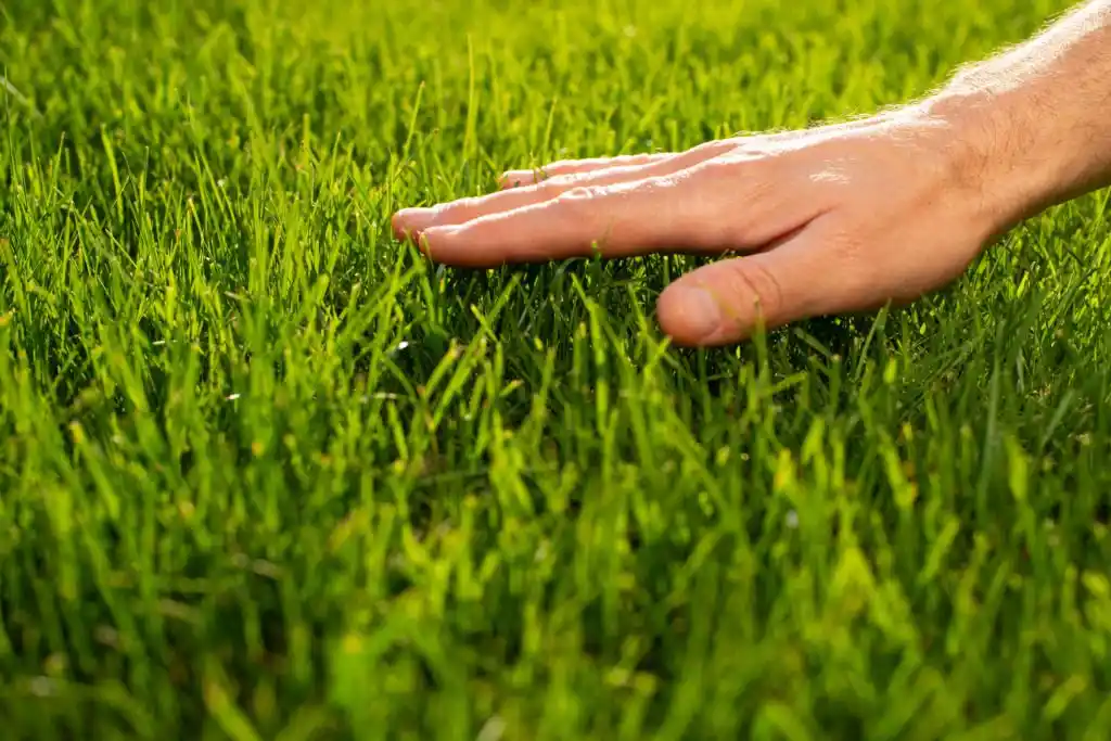 Hand touching lush green grass, showcasing the results of Lake Nona lawn care.