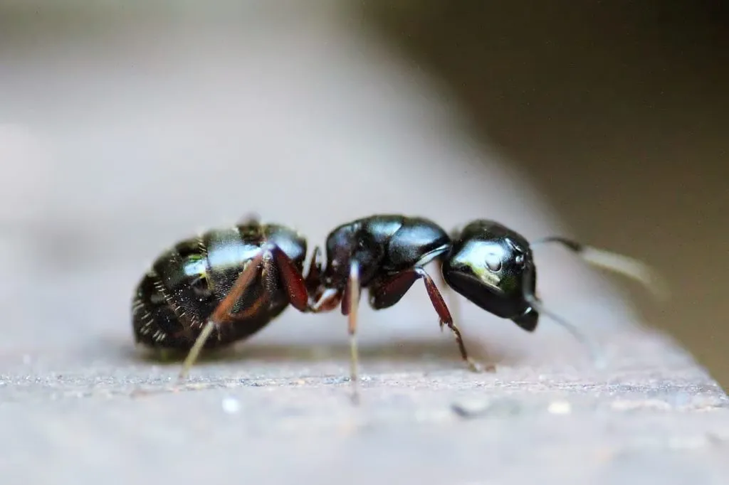 Close-up of an ant, emphasizing the need for expert Lake Nona pest control services to protect homes from pest infestations.