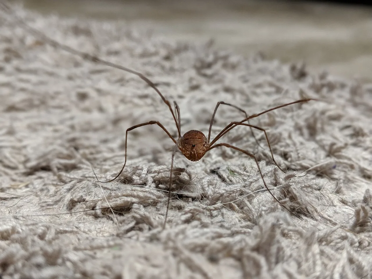 Close-up of a spider on a carpet, highlighting the importance of reliable Lake Nona pest control services to maintain a pest-free home.