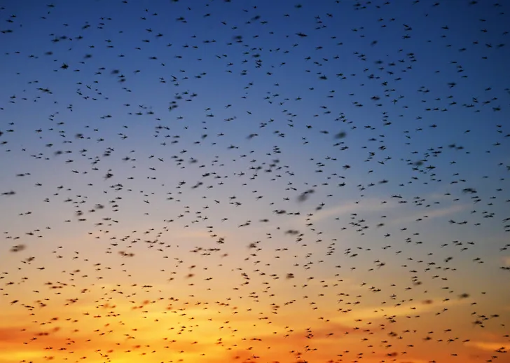 A swarm of mosquitoes at sunset, representing the effective mosquito control services that we provide in Lake Nona.