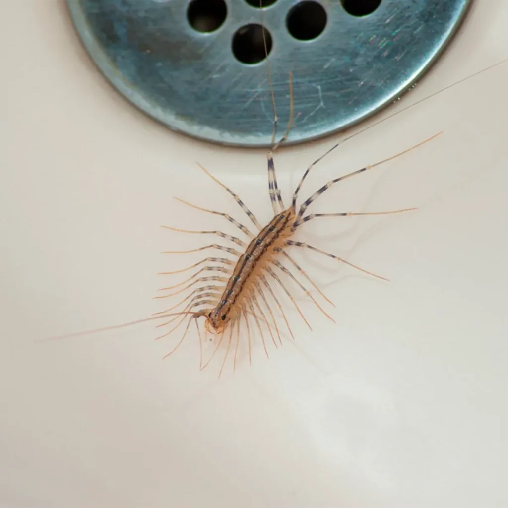 A centipede in a bathroom sink, illustrating the need for Termite Lawn and Pest's expert pest control services in Lake Nona, FL.