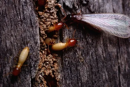 Close-up of termites infesting wood, highlighting the need for Termite Lawn and Pest's expert termite control services in Longwood, FL.