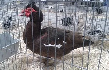 A Muscovy duck in a cage, highlighting the wildlife control services that we provide in Lake Nona.