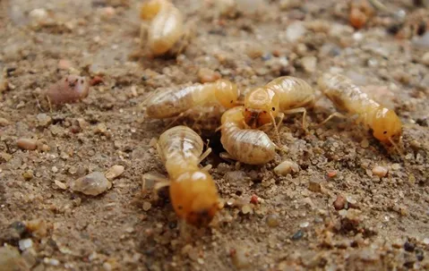 Close-up of termites on soil, emphasizing the need for expert Lake Nona termite control services to protect homes from infestations and damage.