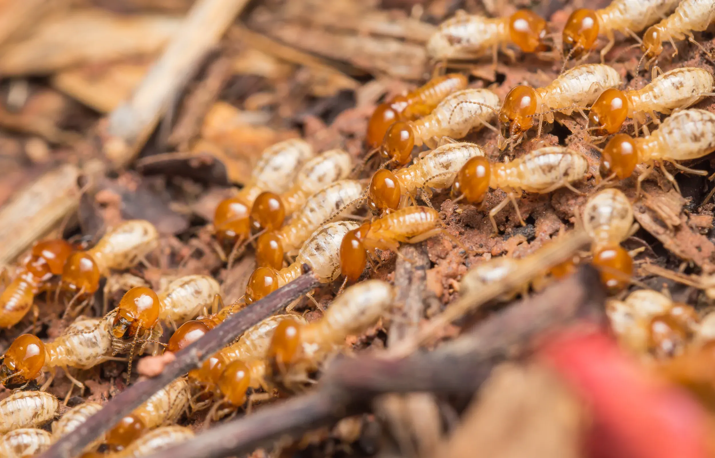 Close-up of termites on wood, highlighting the necessity of comprehensive Lake Nona termite control services to protect homes from infestations and structural damage.