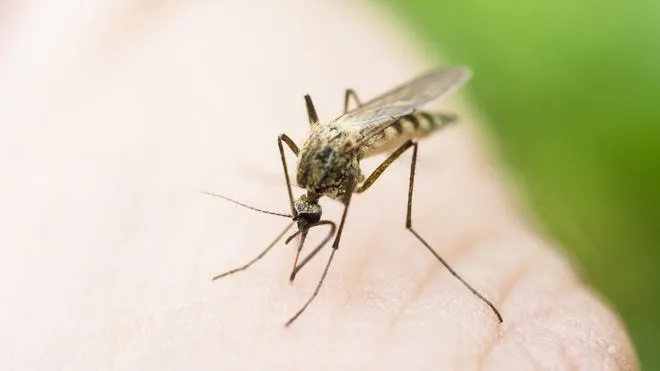 Close-up of a mosquito on skin, highlighting Termite Lawn and Pest's effective mosquito control solutions to protect your family and ensure a safer outdoor environment in Longwood, FL.