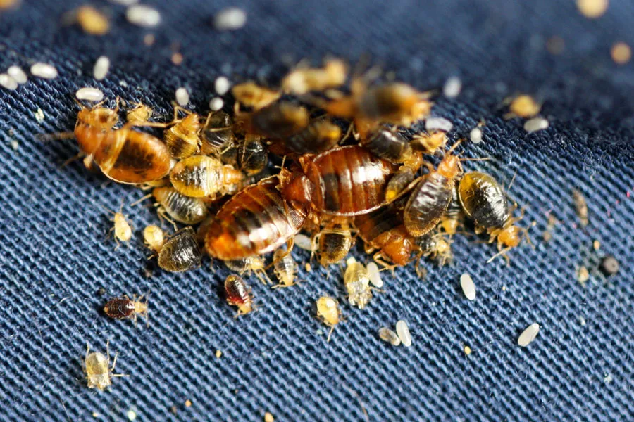 Close-up of a bed bug infestation on fabric, showcasing Termite Lawn and Pest's expert bed bug control solutions to eliminate pests and ensure a safe home environment in Longwood, FL.