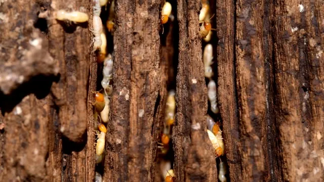 Termites infesting a wooden structure, highlighting Termite Lawn and Pest's comprehensive termite control solutions to protect homes from damage in Longwood, FL.