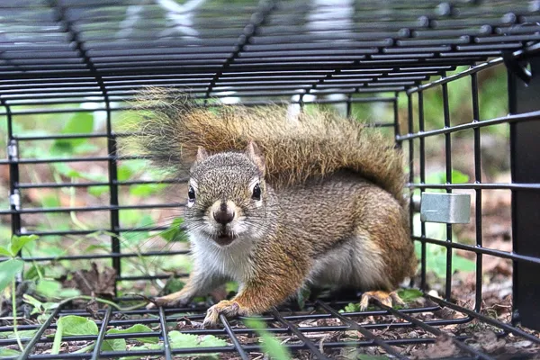 A squirrel captured in a trap, demonstrating the effective wildlife control services to keep homes safe and pest-free in Longwood, FL..