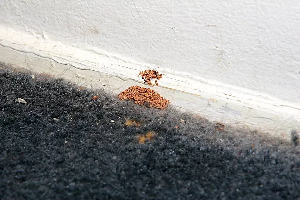 Termite activity near a wall base, emphasizing the need for professional Longwood termite control services to protect homes from structural damage.