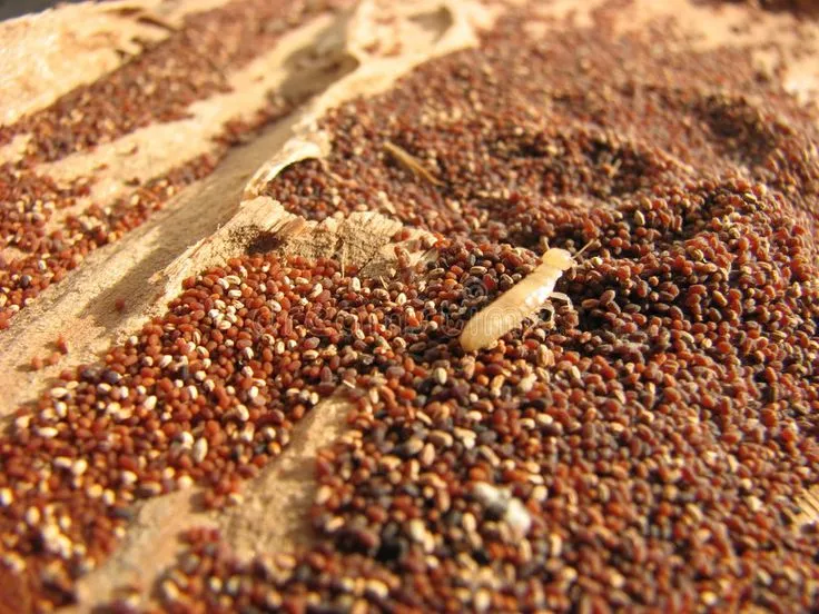 Termite on infested wood, highlighting the importance of comprehensive Longwood termite control services to protect homes from termite damage.