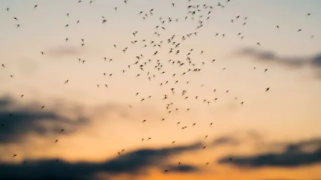 A swarm of mosquitoes at sunset, highlighting the need for professional mosquito control services in Maitland.