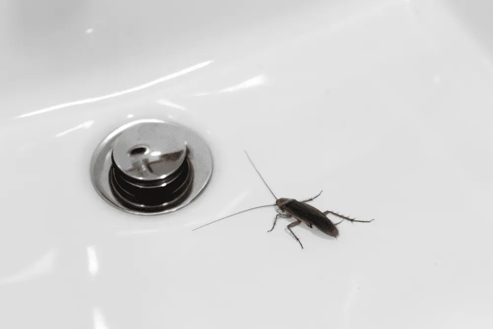 Cockroach in a bathroom sink, representing effective pest control services in Maitland.