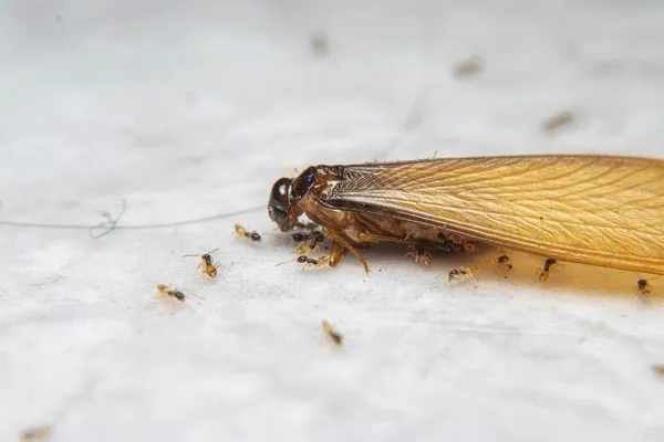Close-up of a termite with wings, emphasizing the need for comprehensive Maitland termite control services to prevent infestations and protect homes from damage.