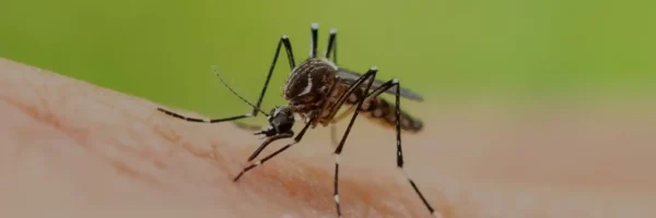 Effective Mosquito Control Services for a Safer Outdoor Experience