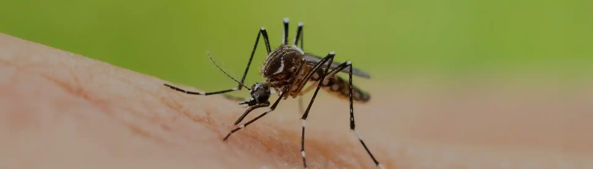 Effective Mosquito Control Services for a Safer Outdoor Experience