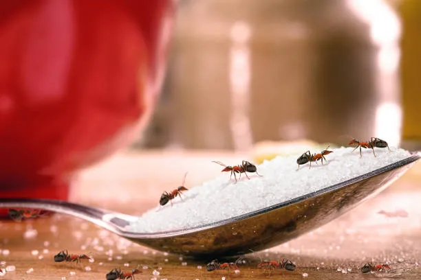 Close-up of ants on a spoonful of sugar, emphasizing the need for effective Mount Dora pest control services to prevent infestations and ensure a clean home.