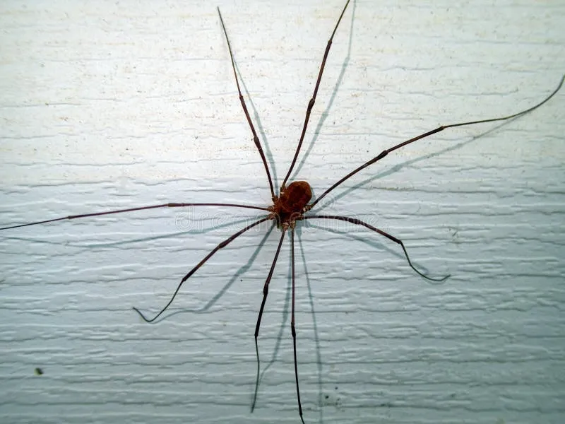 Close-up of a spider on a wall, emphasizing the need for effective Mount Dora pest control services to keep homes free from pests.