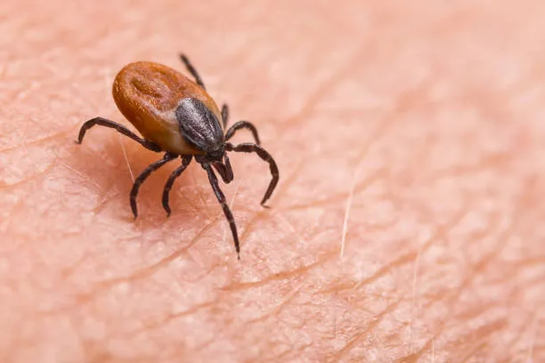 Close-up of a tick on skin, emphasizing the need for comprehensive Mount Dora pest control services to protect homes and families from pest infestations.