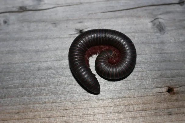 Close-up image of a millipede, highlighting the need for effective pest control services in Mount Dora to keep homes pest-free.