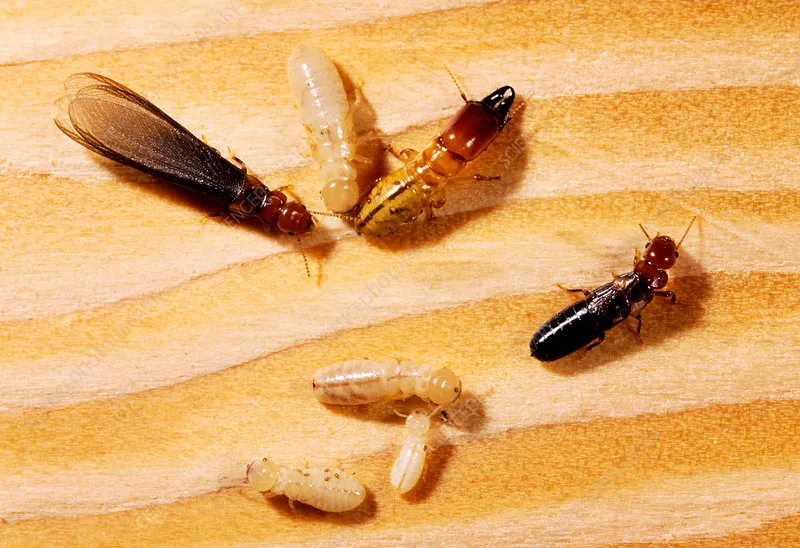 Close-up of various types of termites on wood, illustrating the importance of comprehensive Mount Dora termite control services to prevent infestations and protect homes from damage.