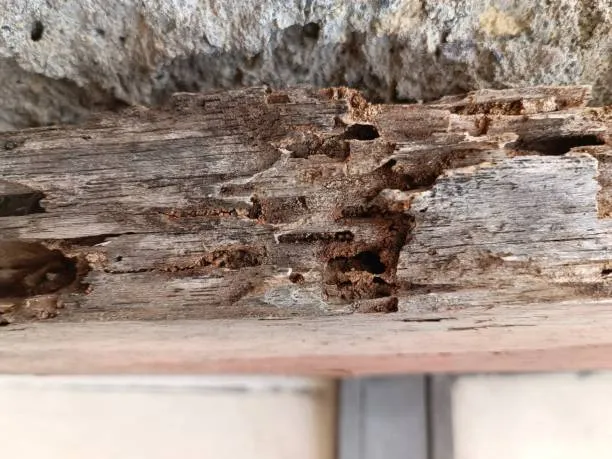 Severe wood damage caused by termites, highlighting the need for reliable Mount Dora termite control services to protect homes from infestations and structural damage.