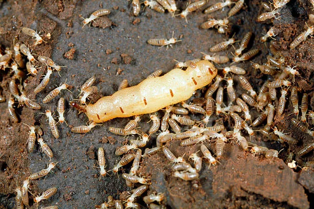 Close-up of a termite colony, highlighting the importance of effective termite control services in Mount Dora to prevent property damage.