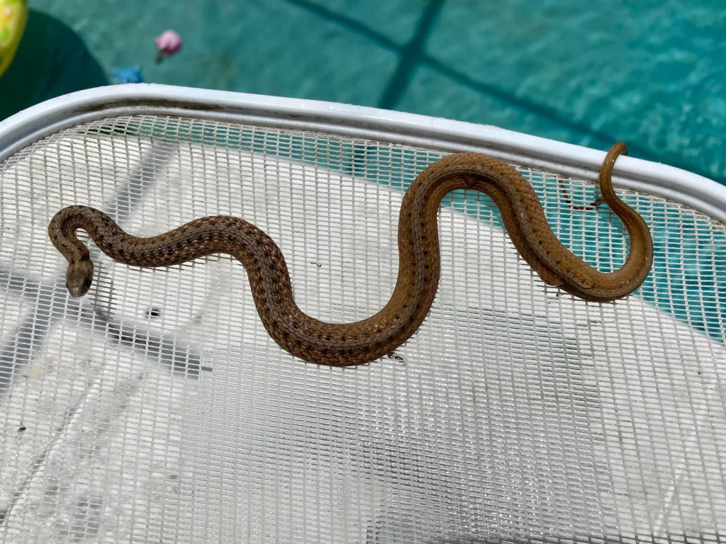 A snake on a screen, illustrating the need for effective wildlife control services in Mount Dora to safely manage and remove wildlife from homes.