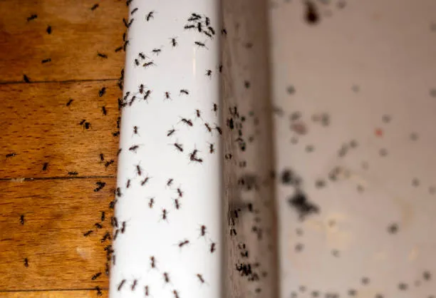 Numerous ants on a kitchen surface, highlighting the need for effective Ocoee pest control services to maintain an ant-free home.