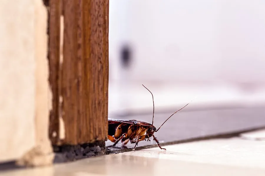 A cockroach peeking out from under a doorframe, illustrating the need for expert pest control services in Ocoee to eliminate infestations.