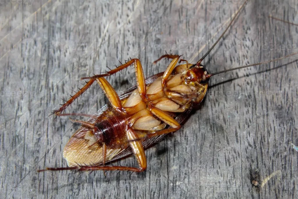 A close-up of a cockroach on a wooden surface, highlighting the need for comprehensive pest control services in Ocoee to prevent infestations.