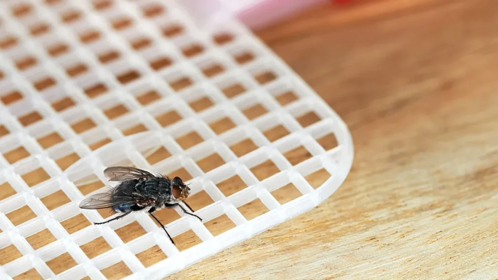 Close-up of a fly on a flyswatter, emphasizing the need for reliable Ocoee pest control services to keep homes free from flies and other pests.