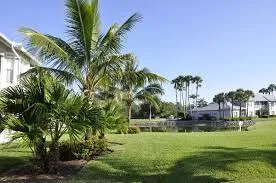 A well-maintained lawn in Ocoee with green grass and palm trees, showcasing the benefits of professional lawn care services.