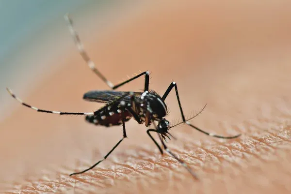 A close-up image of a mosquito on human skin, emphasizing the importance of effective pest control services in Ocoee to protect against insect bites and related health risks.