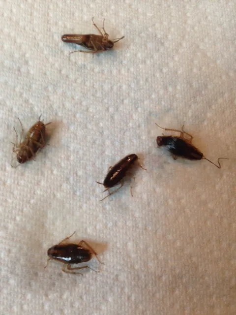 Multiple cockroaches on a white surface, emphasizing the need for professional pest control services in Ocoee to eliminate infestations and maintain a clean home.