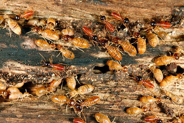 A colony of termites infesting a piece of wood, highlighting the importance of professional termite control services in Ocoee to protect homes and properties from damage.