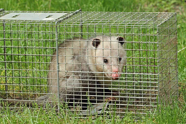 A captured possum in a trap on a grassy area, representing the ethical wildlife control services available in Ocoee to safely remove and relocate animals.