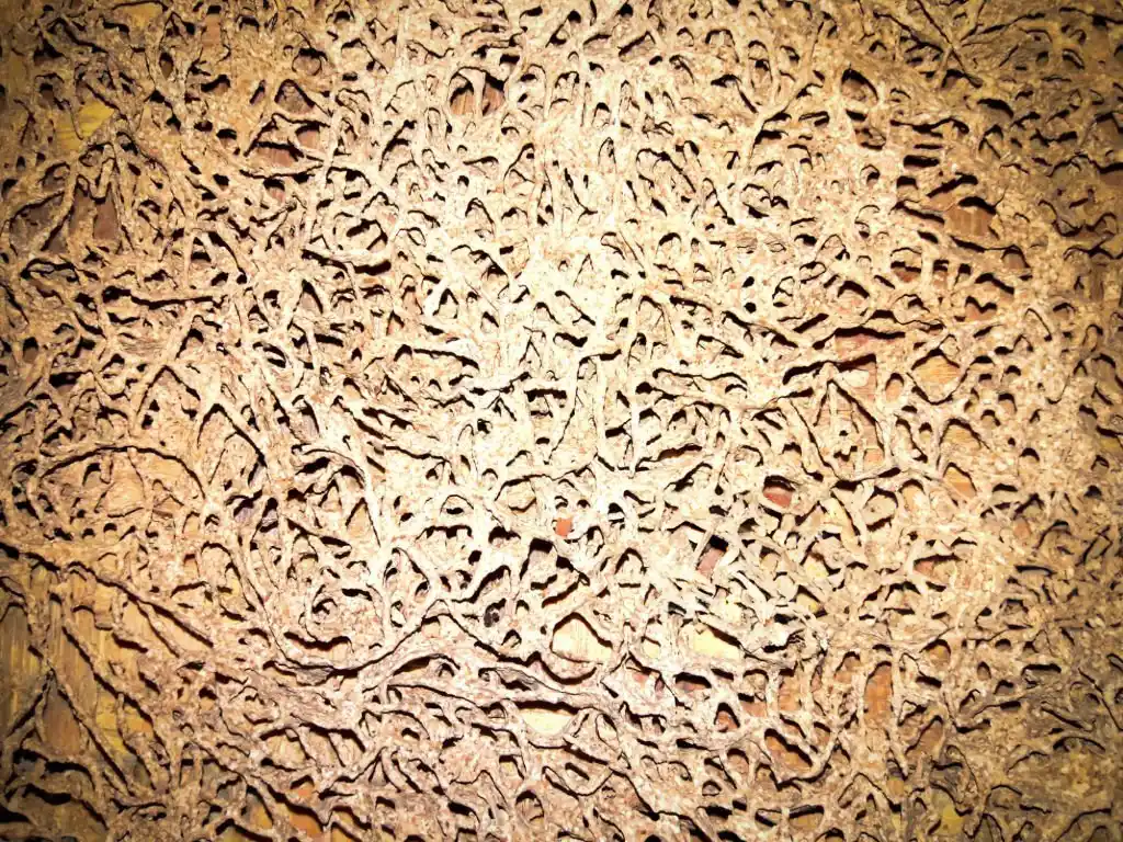 Intricate termite tunnels in wood, illustrating the severe damage caused by termites and the need for expert Ocoee termite control services to protect homes.