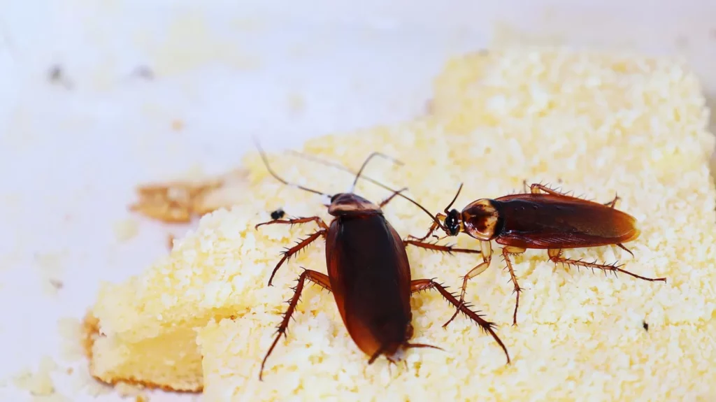 Close-up of cockroaches on food crumbs, highlighting the need for effective pest control by Termite Lawn and Pest in Orlando.