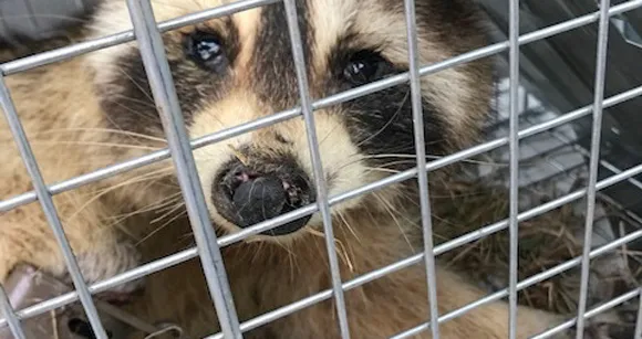 A close-up of a raccoon in a trap, representing the need for wildlife control services in Orlando.