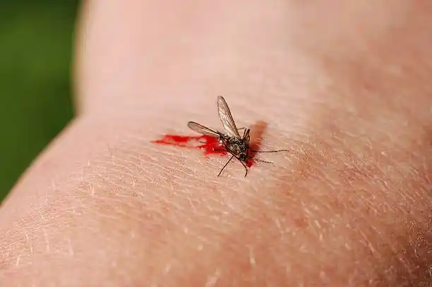 A mosquito feeding on a person’s skin, highlighting the importance of mosquito control services in Oviedo to prevent bites and related diseases.