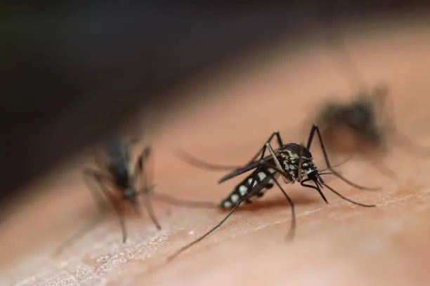 Close-up of a mosquito on human skin, illustrating Oviedo's effective mosquito control services aimed at protecting outdoor spaces from these pests.