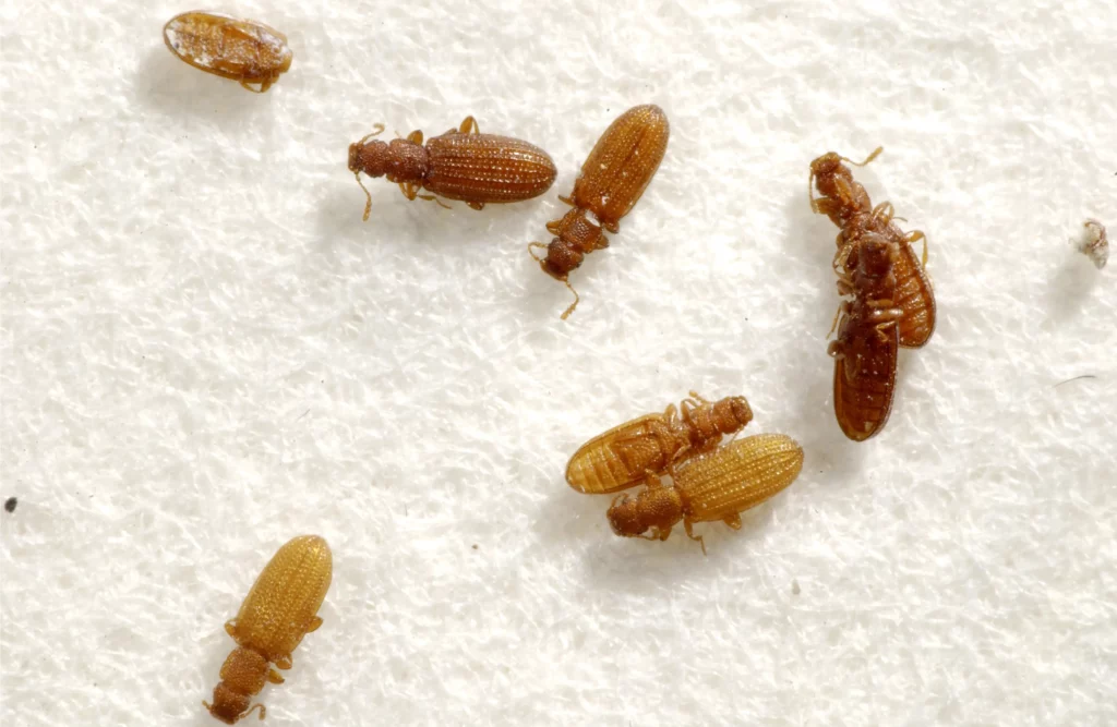 Close-up of various small pests on a white background, representing Oviedo's pest control services dedicated to keeping homes free from unwanted insects and rodents.