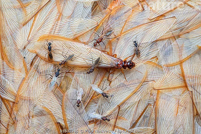 A close-up of termites and their wings, representing Oviedo's termite control services aimed at protecting homes from termite infestations and damage.