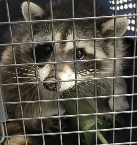 A raccoon in a capture cage, representing Oviedo's wildlife control services focused on the safe management of local wildlife issues.