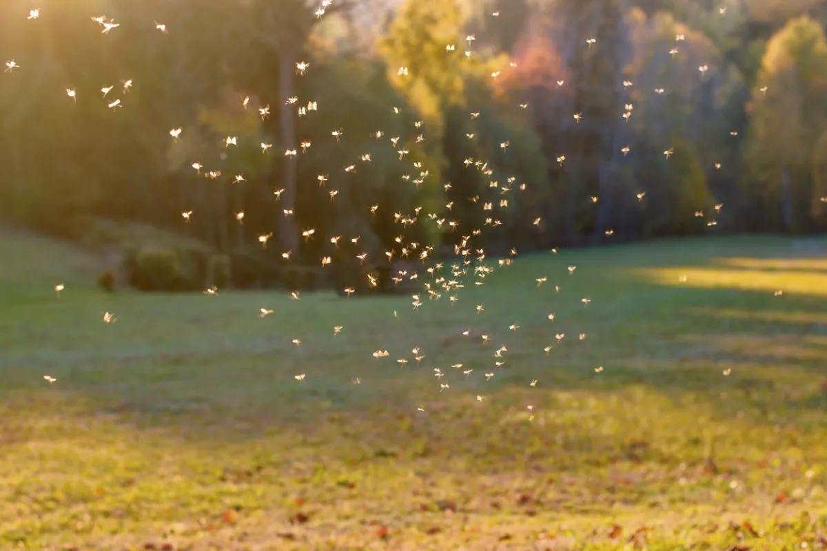 Image of mosquitoes flying in a backyard, highlighting the need for effective mosquito control services to maintain a comfortable outdoor environment in Sanford.