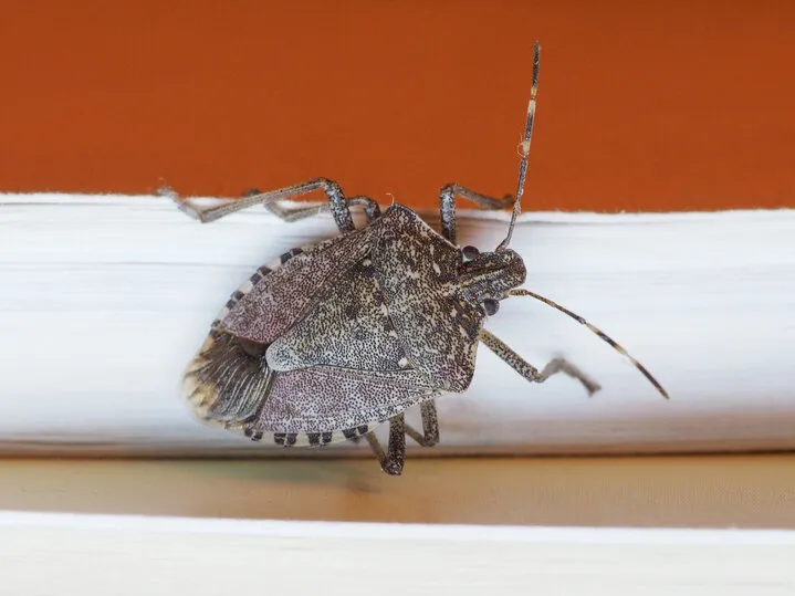 Close-up image of a stink bug, illustrating the importance of professional pest control services to keep homes in Sanford free from pests.