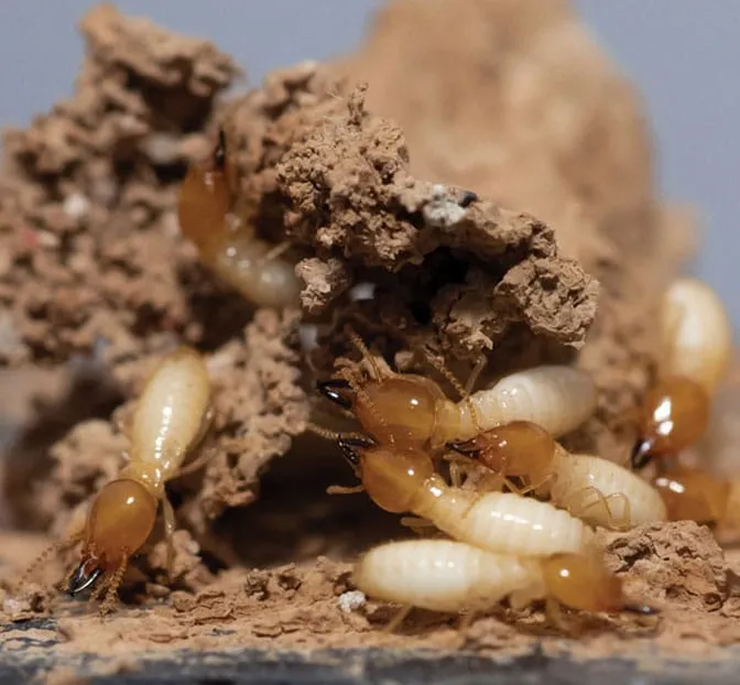 Close-up image of termites in their nest, highlighting the importance of professional termite control services to protect homes in Sanford from termite damage.