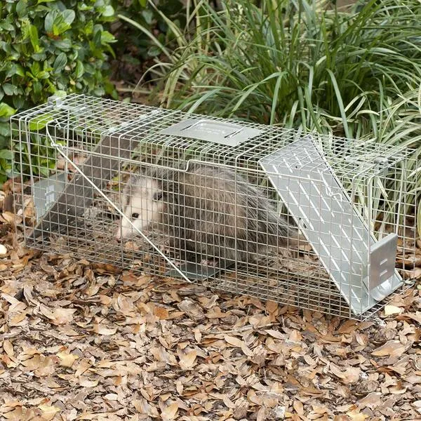 A possum safely trapped in a wildlife control cage, illustrating the effective and compassionate wildlife removal services available in Sanford.