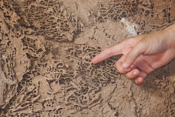 Hand pointing to extensive termite damage in wood, illustrating the need for professional Sanford termite control services to protect homes from termite infestations and damage.